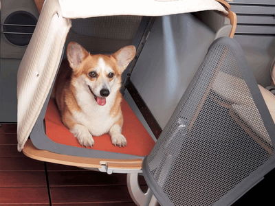 Who needs human passengers when there are dogs?